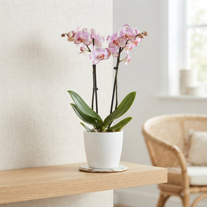 Pink Phalaenopsis Orchid ‘Magic Art’ – 12cm Pot