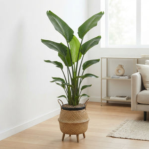 White Bird of Paradise (Strelitzia nicolai) – 31cm Pot