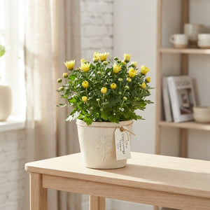 Mixed Chrysanthemum Houseplant – 23cm Pot