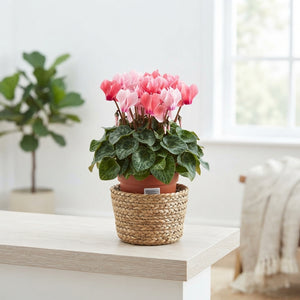 Salmon Pink Cyclamen persicum – 10.5cm Pot