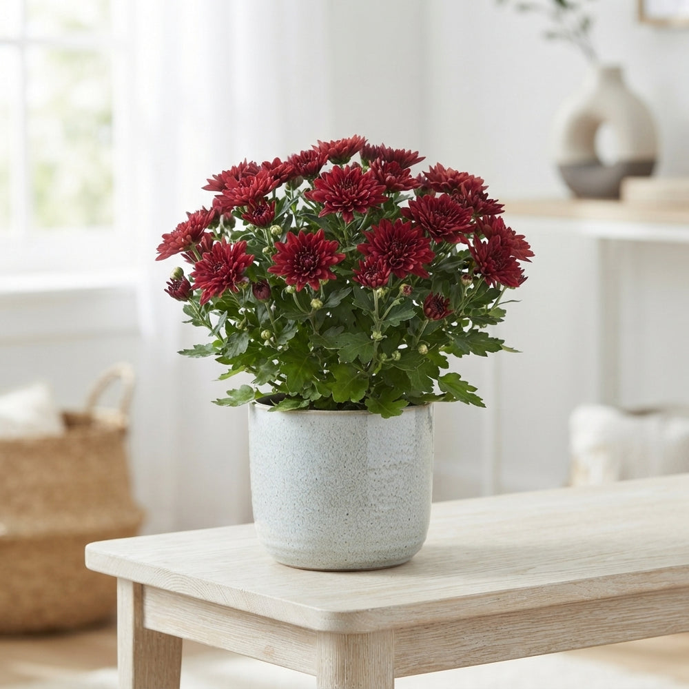 Red Chrysanthemum (Chrysanthemum indicum Group) – 14cm Pot