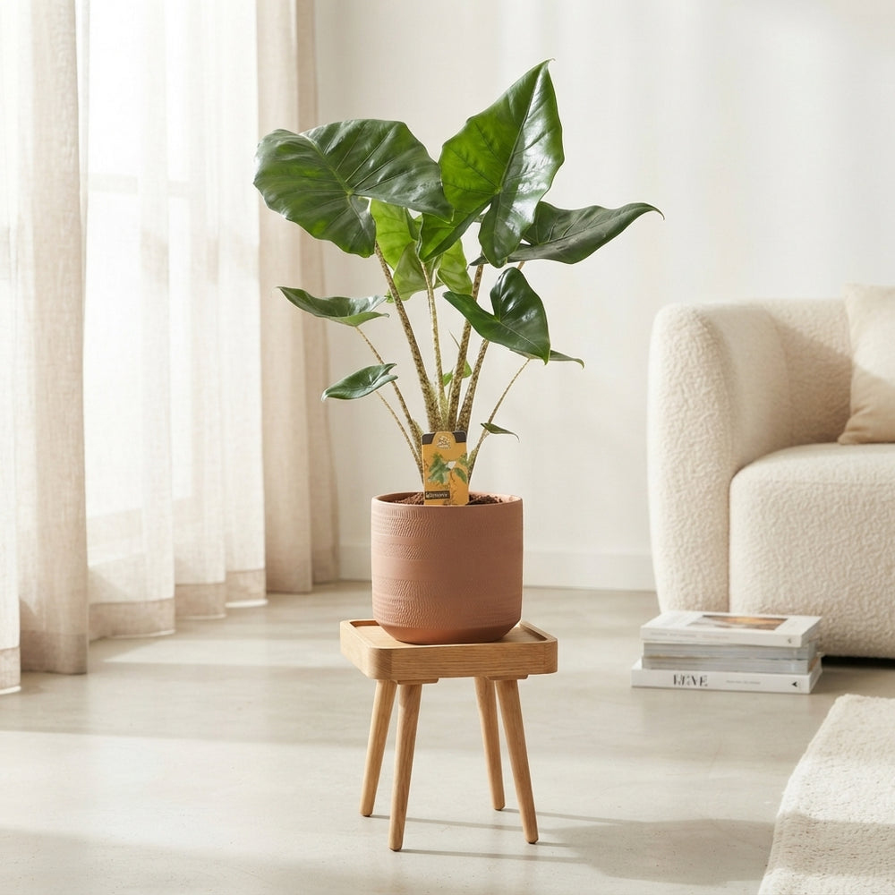 Alocasia Stingray – 17cm Pot, Approx. 75cm High