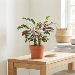 Calathea Fusion White – 14cm Pot, 35cm High