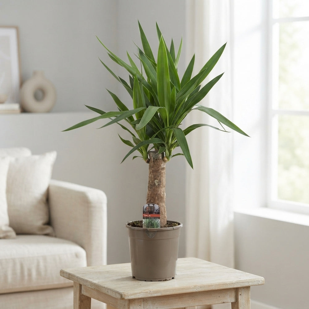 Yucca Elephantipes – 19cm Pot, Approx. 80cm High