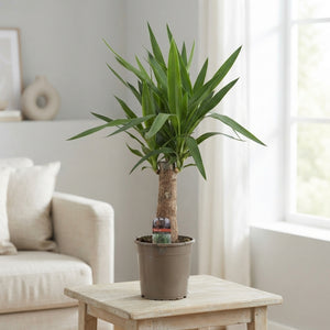 Yucca Elephantipes – 19cm Pot, Approx. 80cm High