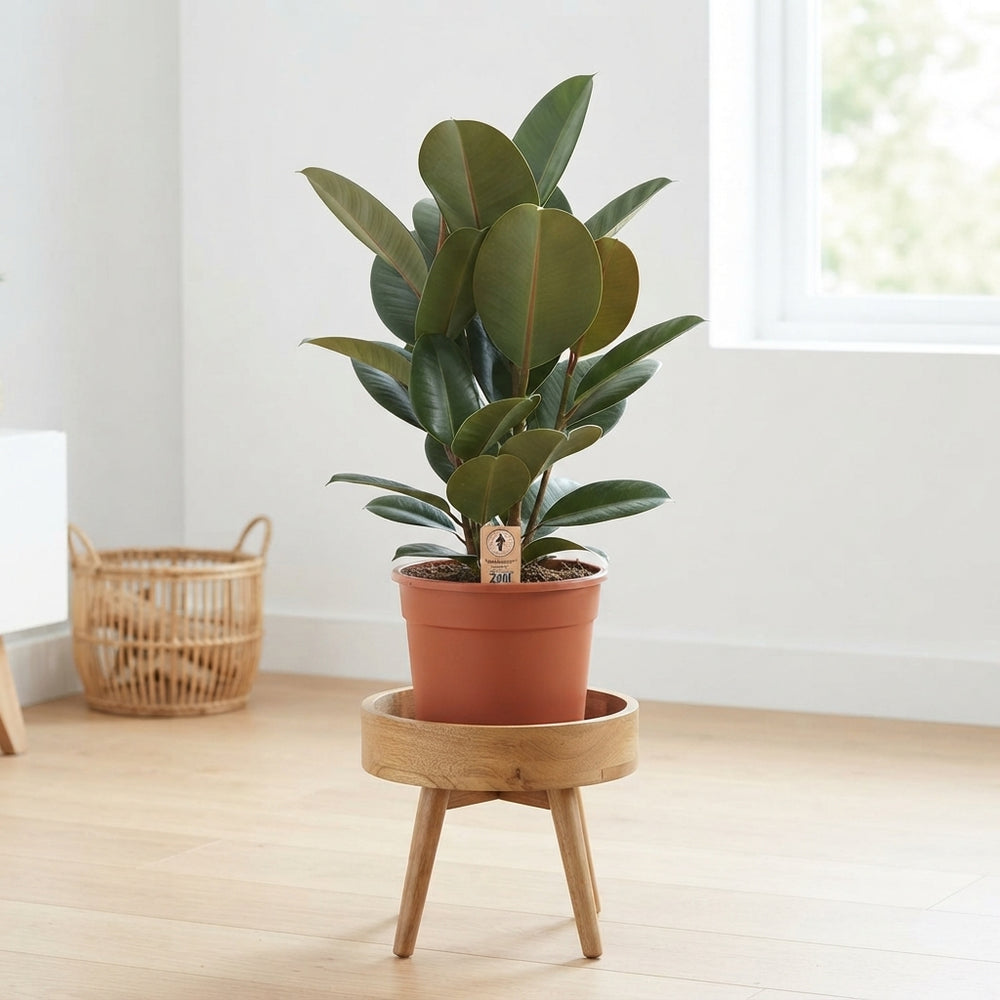 Rubber Plant (Ficus elastica) – 19cm Pot