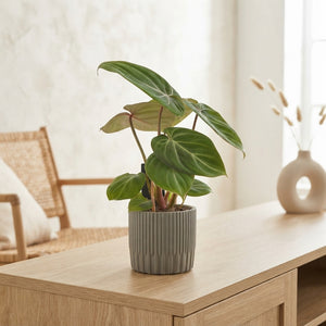 Philodendron Green Houseplant – 12cm Pot