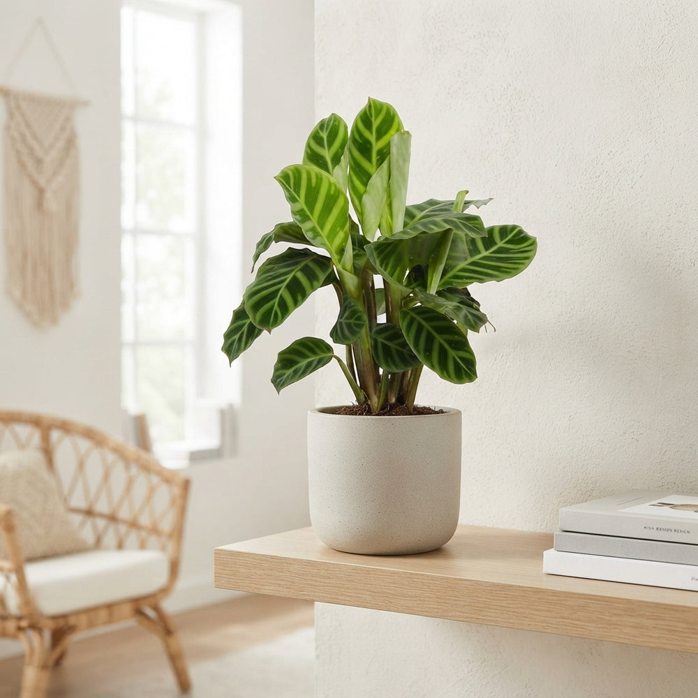 Zebra Plant (Calathea zebrina) – 14cm Pot