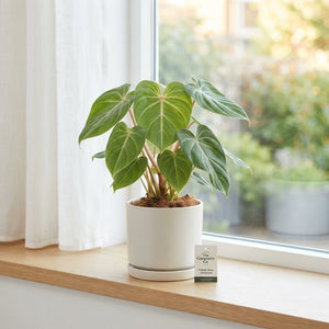 Philodendron gloriosum – 12cm Pot, 30cm Tall