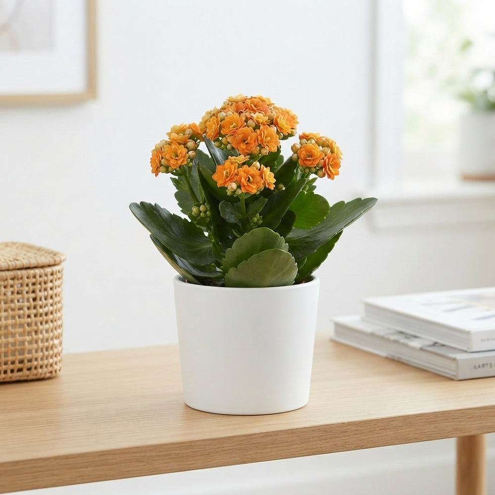 Orange Double Kalanchoe ‘Don Pedro’ – 12cm Pot
