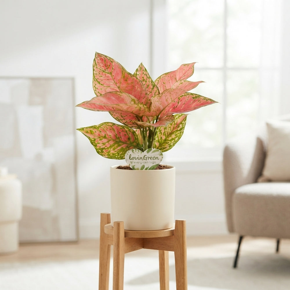 Aglaonema 'Autumn' – 12cm Pot, 35cm High
