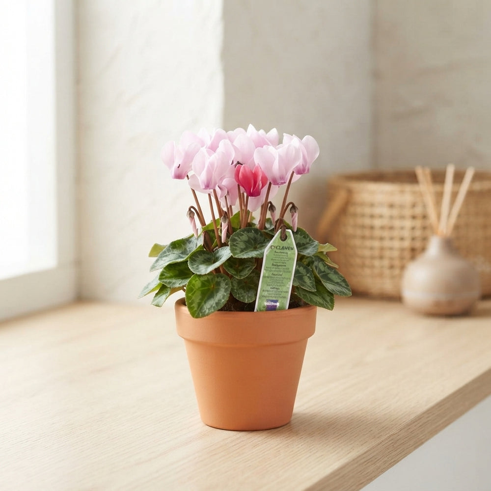 Small-Flowered Cyclamen persicum – 10.5cm Pot