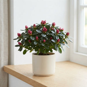Mixed Rhododendron (Rhododendron simsii) – 13cm Pot