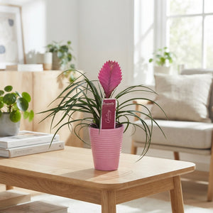 Mixed Tillandsia Air Plant Display – 11cm Ribbed Ceramic Pot