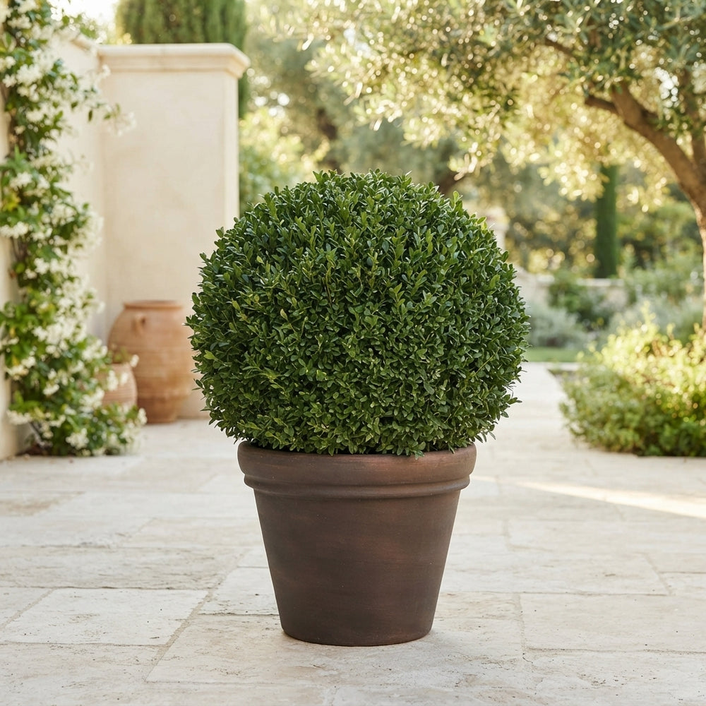 Large Spherical Boxwood (Buxus sempervirens) – 50cm Pot