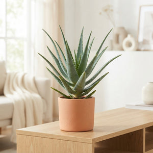 Aloe arborescens – 20cm Pot, Approx. 55cm Height