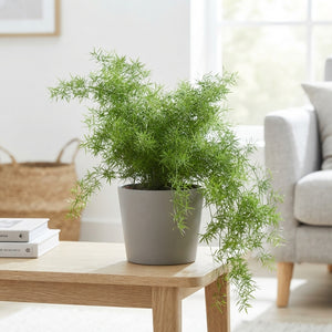 Asparagus Fern (Asparagus densiflorus) – 19cm Pot