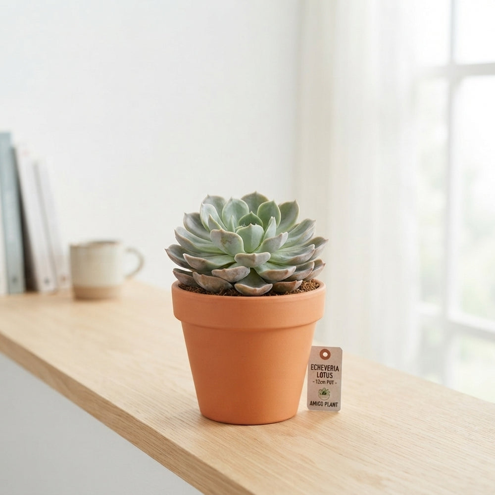 Echeveria Lotus Succulent – 12cm Pot