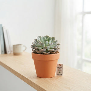 Echeveria Lotus Succulent – 12cm Pot