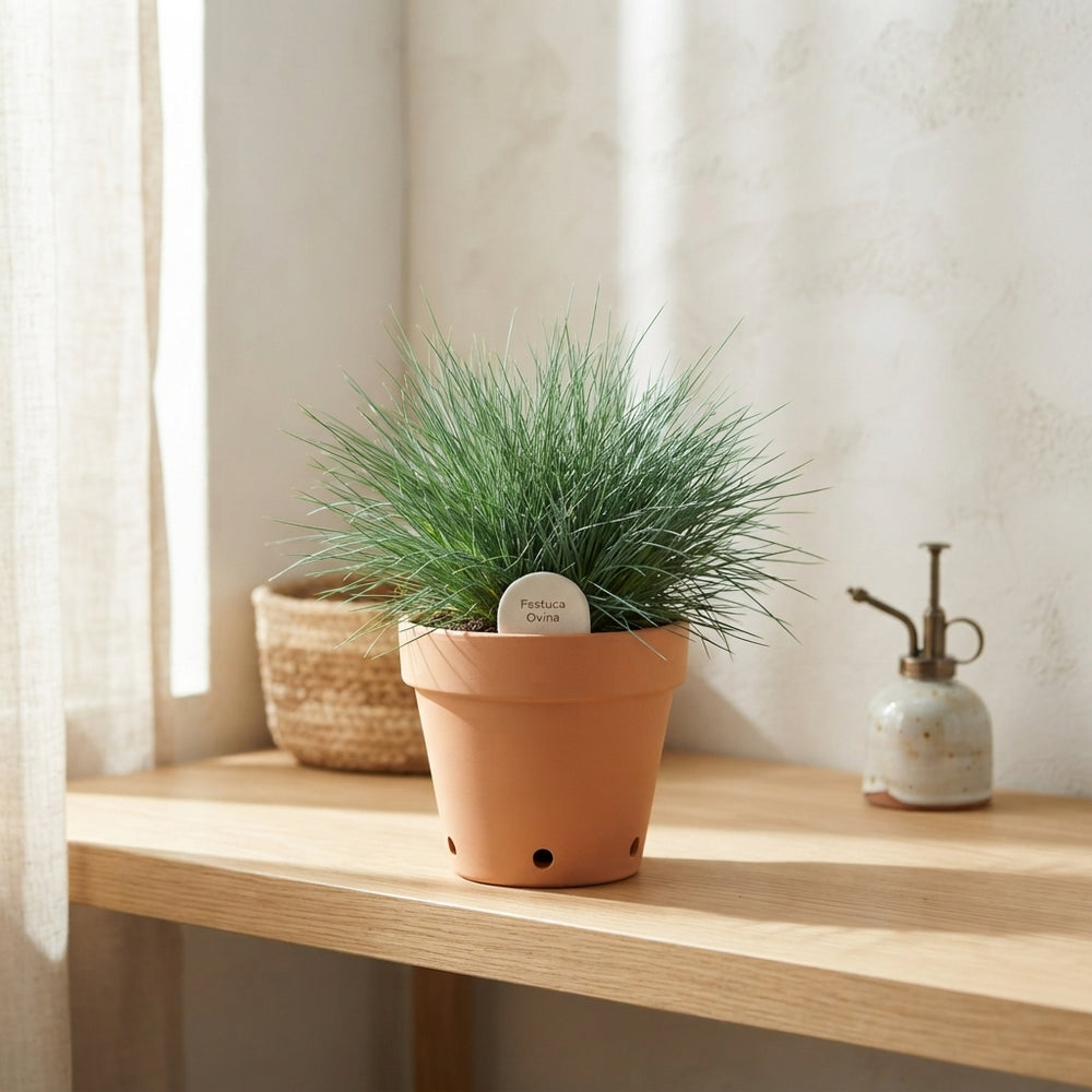 Sheep's Fescue Grass (Festuca ovina) – 12cm Pot