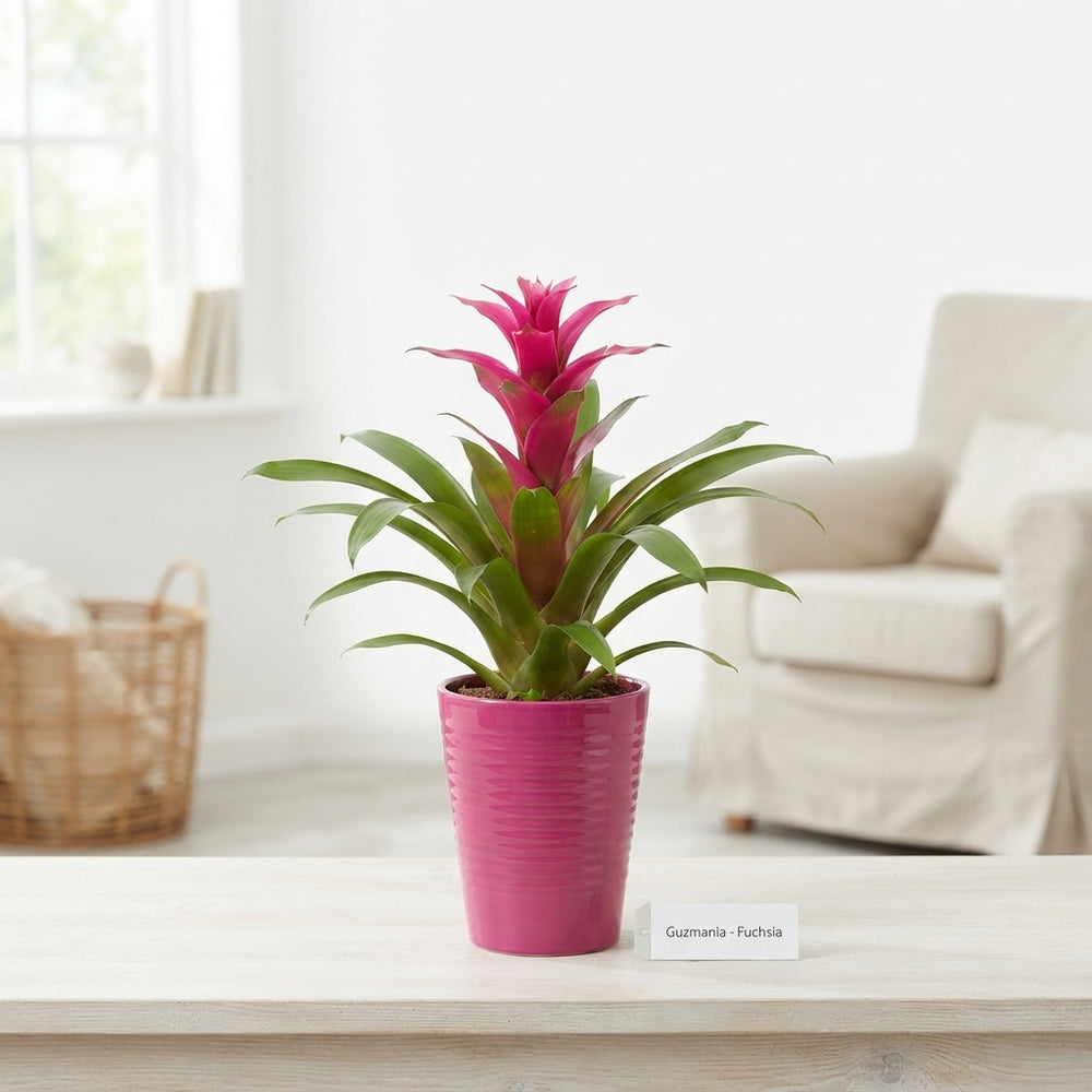 Mixed Guzmania Bromeliad – 11cm Ribbed Ceramic Pot