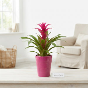 Mixed Guzmania Bromeliad – 11cm Ribbed Ceramic Pot