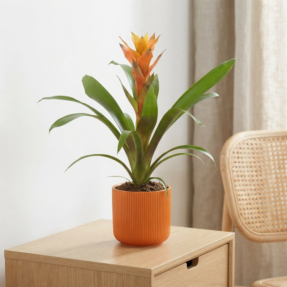 Guzmania Bromeliad in Ribbed Orange Ceramic Pot – 10cm