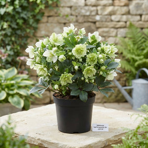 White Hellebore Garden Plant – 17cm Pot