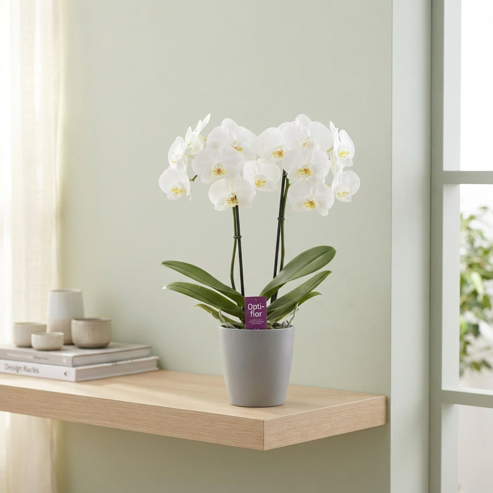 Mixed Phalaenopsis Orchid – 12cm Pot, 40cm Tall