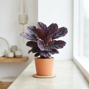 Calathea Roseopicta ‘Dottie’ – 7cm Pot