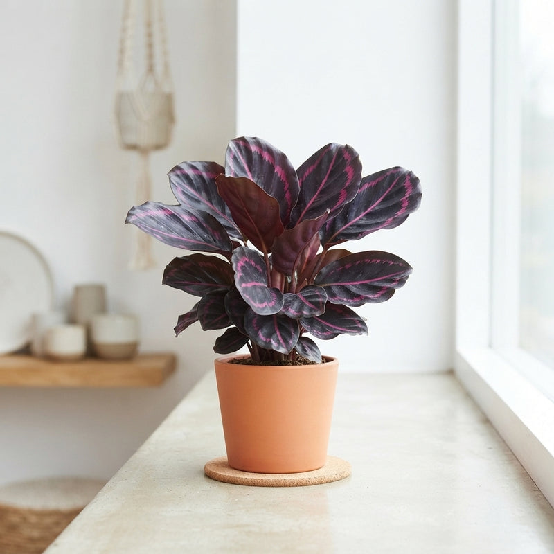 Calathea Roseopicta ‘Dottie’ – 7cm Pot