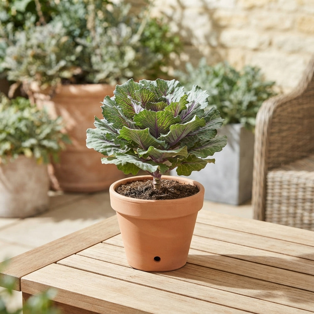 Ornamental Kale (Brassica) – 10.5cm Pot