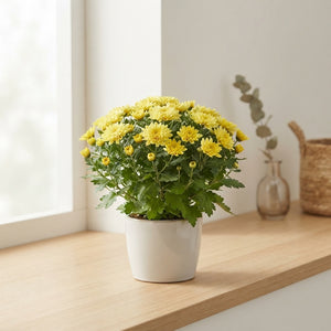 Mixed Chrysanthemum Houseplant – 10.5cm Pot