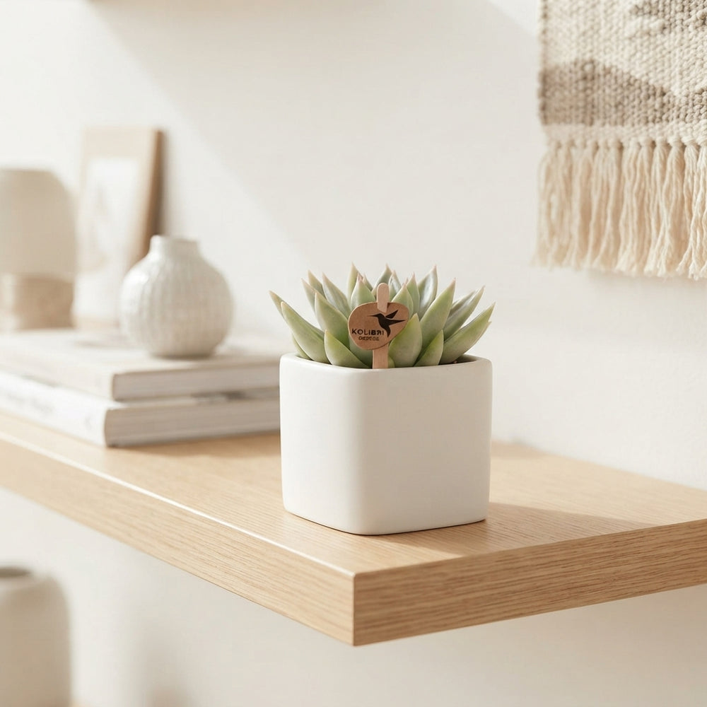 Mixed Succulent Collection – 9cm Ceramic Scandic White Pot
