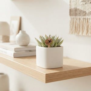 Mixed Succulent Collection – 9cm Ceramic Scandic White Pot