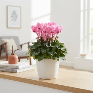 Mixed Cyclamen persicum – 12cm Pot, 30cm High