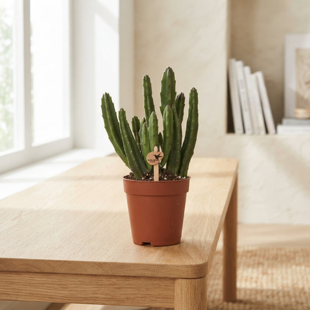 Stapelia leendertziae Succulent – 9cm Pot