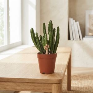 Stapelia leendertziae Succulent – 9cm Pot