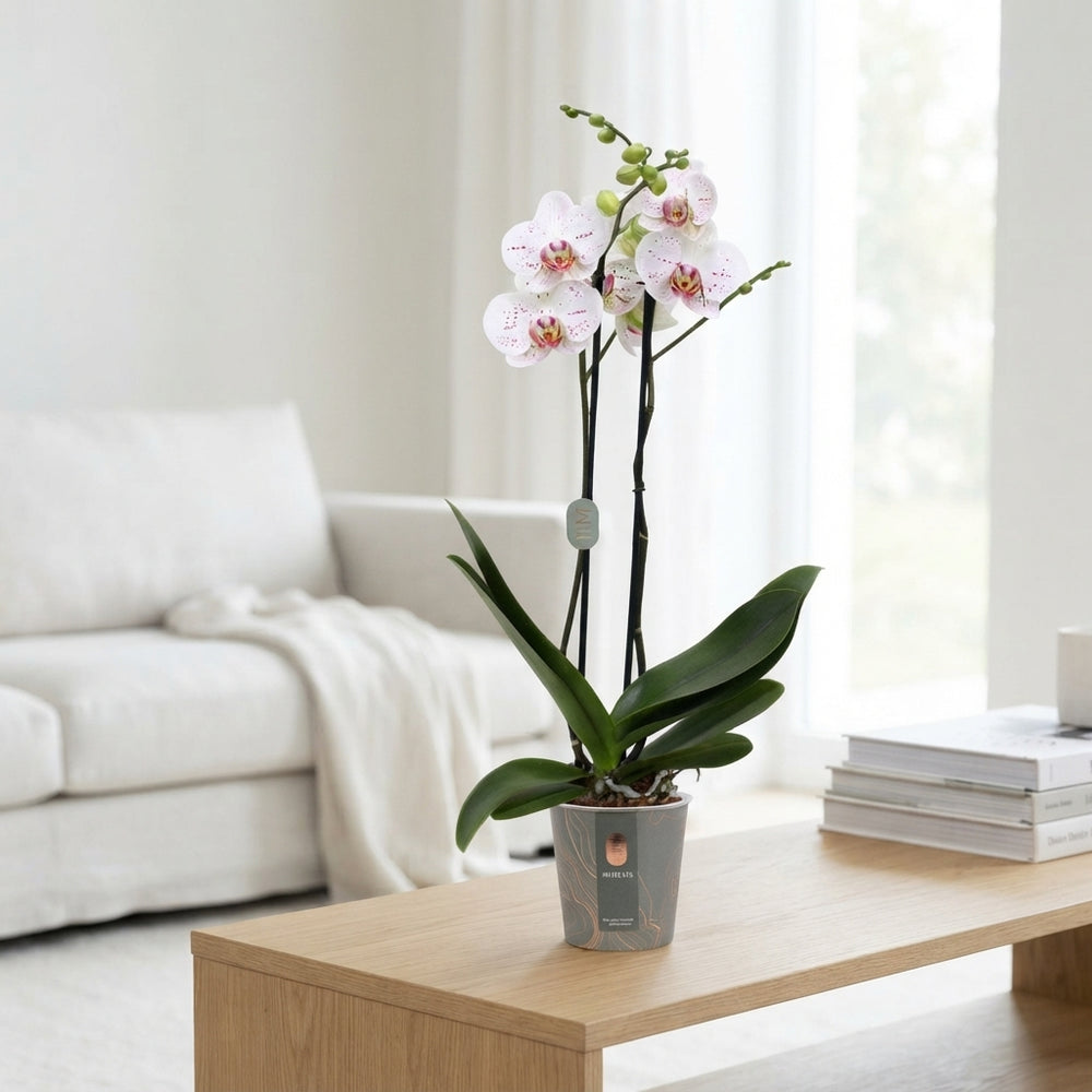 White Phalaenopsis Orchid – 2 Stem, 12cm Pot