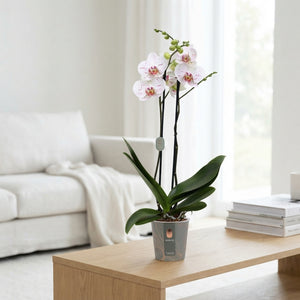 White Phalaenopsis Orchid – 2 Stem, 12cm Pot