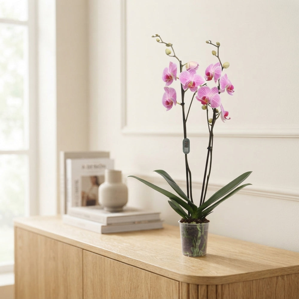 White Phalaenopsis Orchid – 2 Stem, 12cm Pot
