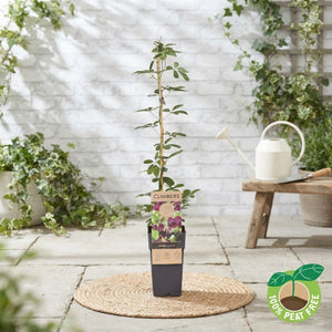 Chocolate Vine (Akebia quinata) – 15cm Pot
