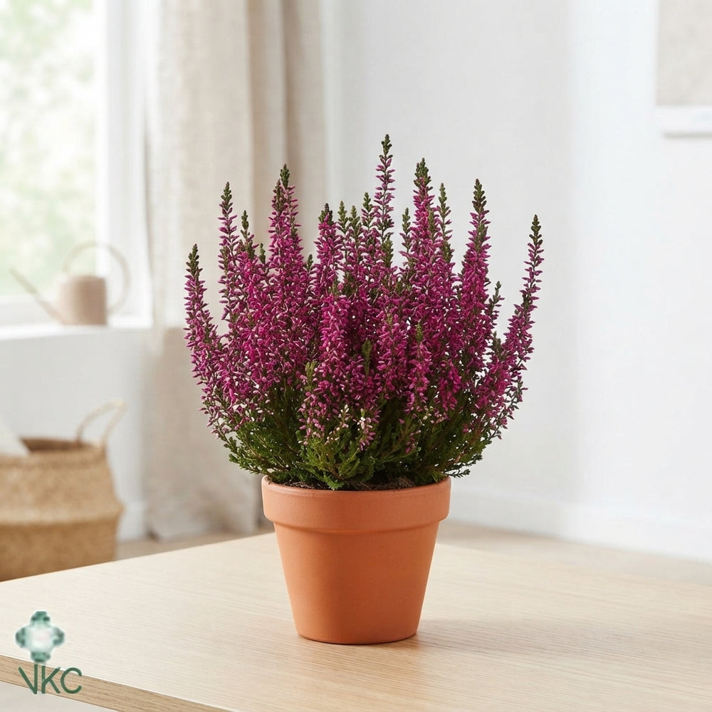 Calluna vulgaris ‘Beauty Ladies’ Trio – 11cm Pot