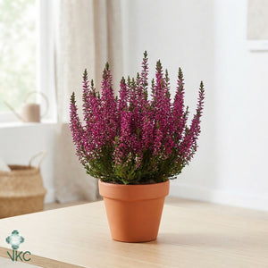 Calluna vulgaris ‘Beauty Ladies’ Trio – 11cm Pot