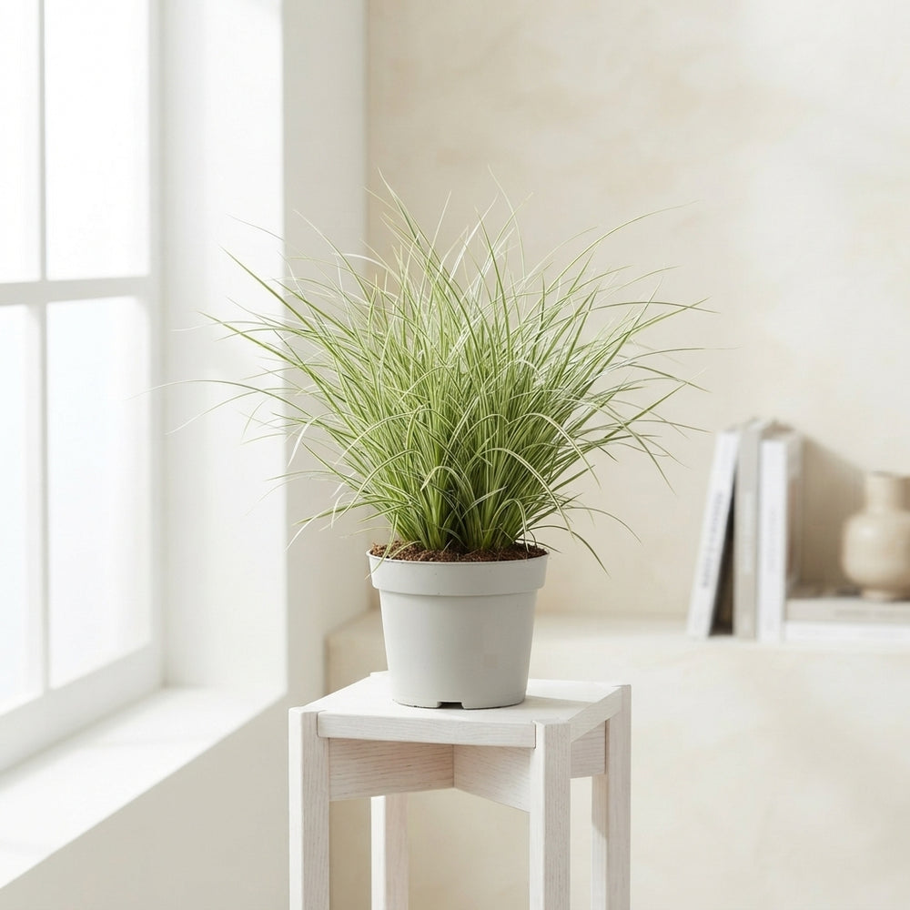 Carex brunnea Japanese Sedge – 13cm Pot