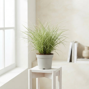 Carex brunnea Japanese Sedge – 13cm Pot