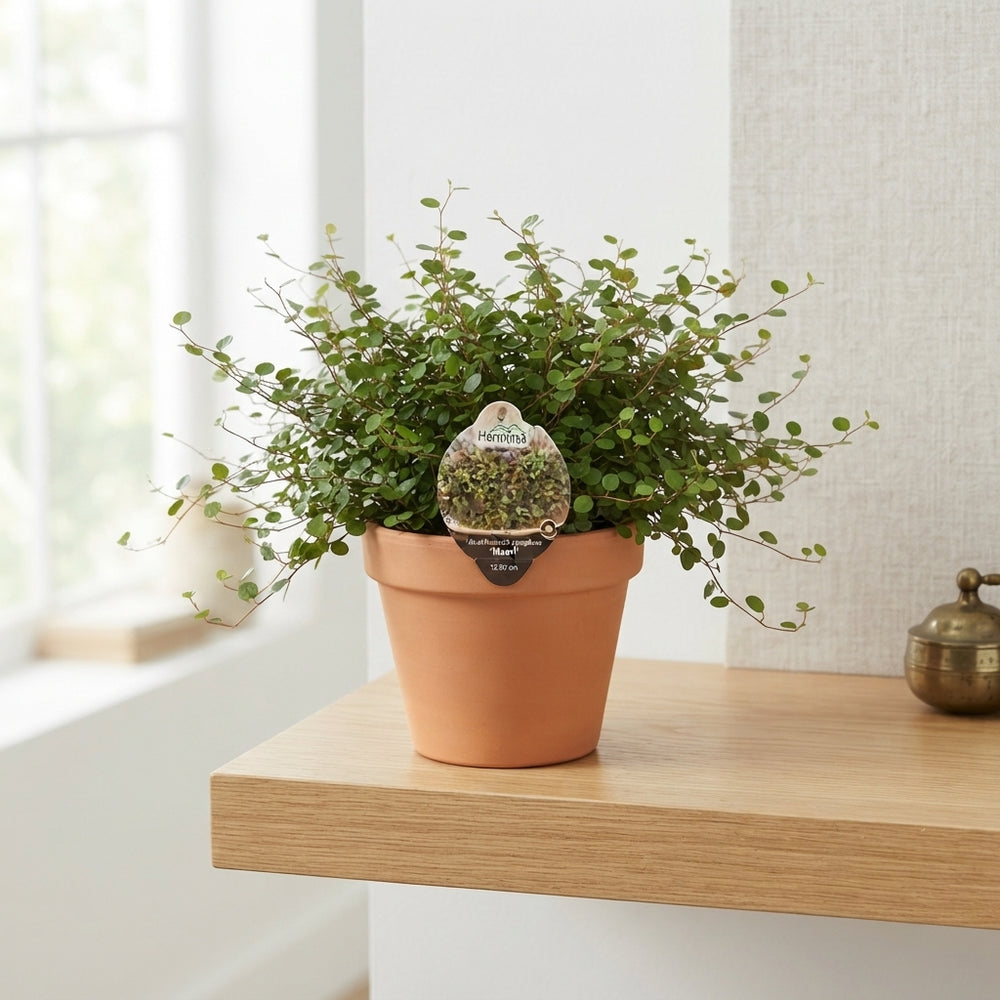 Maidenhair Vine (Muehlenbeckia) – 12cm Pot