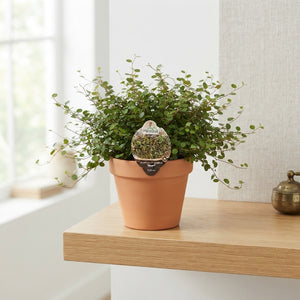 Maidenhair Vine (Muehlenbeckia) – 12cm Pot