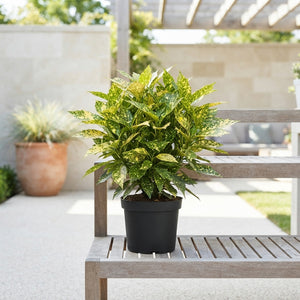 Japanese Aucuba (Aucuba japonica) – 14cm Pot