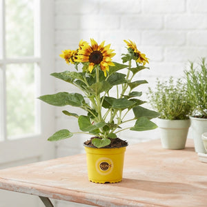 Sunflower ‘Sunsation Flame’ (Helianthus annuus) – 13cm Pot
